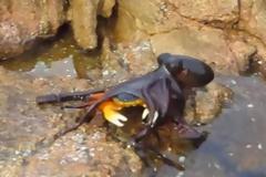 Απίστευτη επίθεση από χταπόδι σε...καβούρι! Δείτε τι συμβαίνει... [video]