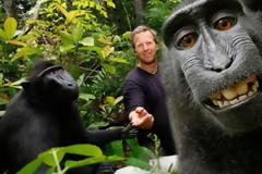 Το κόπιραϊτ της θρυλικής σέλφι ανήκει στη μαϊμού που την τράβηξε!