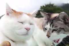 Μία ασυνήθιστη φιλία - Δύο γάτες κάνουν παρέα με ένα… [video]