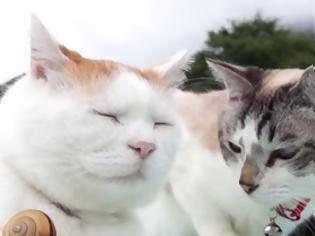 Φωτογραφία για Μία ασυνήθιστη φιλία - Δύο γάτες κάνουν παρέα με ένα… [video]