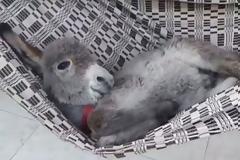 ΑΥΤΑ ΕΙΝΑΙ: Γαϊδουράκι χαλαρώνει… σε αιώρα και τρελαίνει το διαδίκτυο [video]