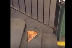 O αρουραίος αρπάζει το κομμάτι πίτσα και το βάζει στα πόδια - Ο παλιοκλέφτης... [video]