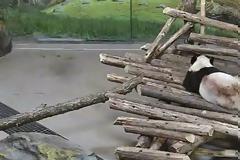 Σκίουρος τρόμαξε πάντα...και τα είδε κωλυόμενα! [video]