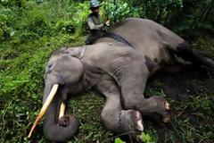 Λαθροθήρες σκότωσαν σπάνιο ελέφαντα για τους χαυλιόδοντες του