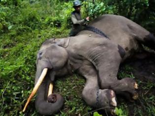 Φωτογραφία για Λαθροθήρες σκότωσαν σπάνιο ελέφαντα για τους χαυλιόδοντες του