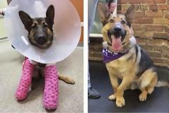 Θα σας ΣΥΓΚΙΝΗΣΕΙ: 24 κατοικίδια πριν και μετά την υιοθεσία [photos]