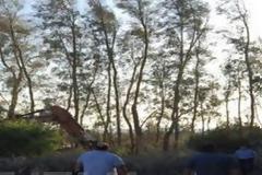 Εργατικό ατύχημα στην Πάφο – Έπεσε δέντρο και καταπλάκωσε υπάλληλο του Κ.Σ. Χλώρακας