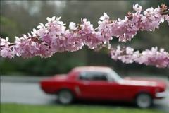 Τα δέντρα έχουν αρχίσει να 