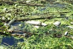 Εκατοντάδες νεκρά ψάρια και καβούρια στον Λουδία