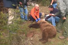 Έσωσαν την αρκούδα που παγιδεύτηκε σε θηλιά των κυνηγών στην Σιάτιστα Κοζάνης [video]