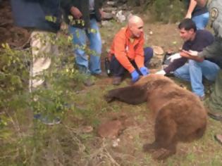 Φωτογραφία για Έσωσαν την αρκούδα που παγιδεύτηκε σε θηλιά των κυνηγών στην Σιάτιστα Κοζάνης [video]