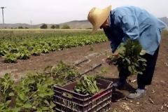 Οι δανειστές αρνούνται ισοδύναμα στη φορολογία των αγροτών