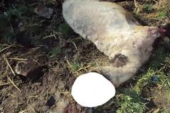 Νέα στοιχεία διαψεύδουν τη σφαγή στο ποιμνιοστάσιο στο Αμάρι