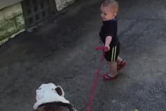 Μωρό ενός έτους θέλει να πάει βόλτα μπουλντόγκ... 40 κιλών [video]