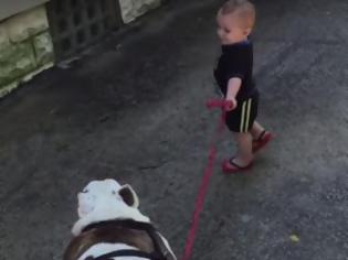 Φωτογραφία για Μωρό ενός έτους θέλει να πάει βόλτα μπουλντόγκ... 40 κιλών [video]