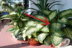 Προσοχή: Αυτό το φυτό προκαλεί τοξική δηλητηρίαση - Υπάρχει σε χιλιάδες σπίτια