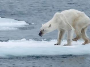 Φωτογραφία για Μια σκελετωμένη πολική αρκούδα επιβιώνει στην Αρκτική