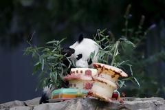 Το' πε η Μισέλ και η Πενγκ: Μπέι-μπέι θα το λένε το πάντα