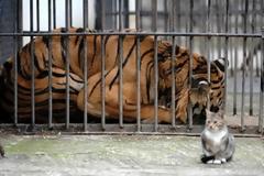 Ο Φοίβος, ο τίγρης των Τρικάλων, πέθανε στην Καλιφόρνια