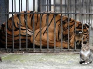 Φωτογραφία για Ο Φοίβος, ο τίγρης των Τρικάλων, πέθανε στην Καλιφόρνια