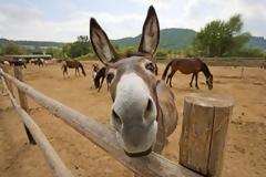 Πάμε καλά; 20χρονος το έκανε με γάιδαρο - Δείτε τί έπαθε μετά