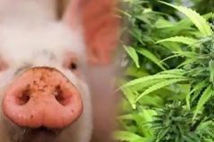 ΑΥΤΑ είναι τα 4 Ζώα που τους αρέσουν τα... ναρκωτικά [photos]