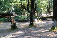 Σύλληψη 45χρόνου για παράνομη υλοτομία στα ορεινά του Πύργου