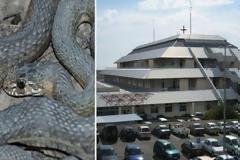 Aκόμη δύο σοβαρά περιστατικά από δάγκωμα φιδιών στην Πάφο