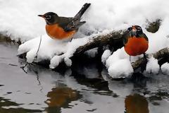 Σφοδρές χιονοπτώσεις και πολύ παγωνιά: Τι λένε τα μερομήνια για τον φετινό χειμώνα