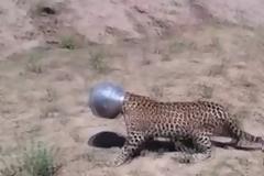 Τι έπαθε η καημένη -  Δείτε το απιστευτο...  