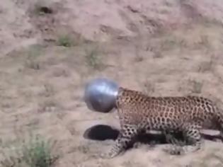 Φωτογραφία για Τι έπαθε η καημένη -  Δείτε το απιστευτο...  μπλέξιμο μιας λεοπάρδαλης στην Ινδία [video]