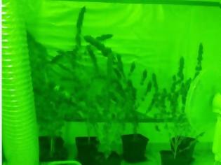 Φωτογραφία για Ενα περίεργο εργαστήριο - φυτώριο  εντοπίστηκε στον Ασπρόπυργο - 33χρονος καλλιεργούσε... δενδρύλλια υδροπονικής κάνναβης [photos]