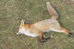 Μαζική δηλητηρίαση ζώων στον Έβρο