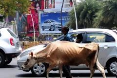 Ινδία: Λιντσαρίστηκε μετά από φήμες ότι έφαγε βοδινό κρέας