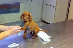 Δείτε τις αντιδράσεις ζώων που δεν χαίρονται καθόλου με την επίσκεψη στον κτηνίατρο...[photos]