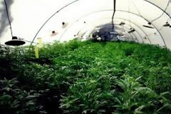 Ενδιαφέρον από αγρότες για καλλιέργεια βιομηχανικής κάνναβης