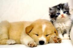 Υιοθέτησε κι εσύ ένα αδέσποτο...