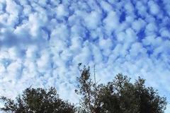 7150 - Στο Άγιον Όρος ξεκίνησε σιγά-σιγά η συγκομιδή των βρώσιμων ελιών.