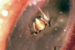 Νόμιζε ότι άκουγε «κακά πνεύματα», η αλήθεια όμως ήταν πιο τρομακτική... [video]