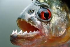 ΤΡΟΜΟΣ: Δείτε πως αντιδρούν τα πεινασμένα πιράνχας… [video]