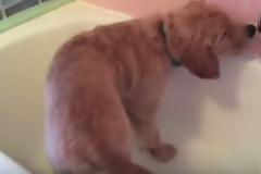 Αυτό το Golden Retriever κουτάβι κάνει μπάνιο… μόνο του [video]