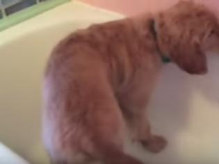 Φωτογραφία για Αυτό το Golden Retriever κουτάβι κάνει μπάνιο… μόνο του [video]