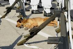 Σκυλίσια ζωή στο Ναυτικό : Ο ...Μπέργκ...οπλονόμος και ..κολυμβητής στην ΣΜΥΝ!