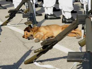 Φωτογραφία για Σκυλίσια ζωή στο Ναυτικό : Ο ...Μπέργκ...οπλονόμος και ..κολυμβητής στην ΣΜΥΝ!