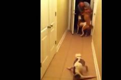 Μοναδικό! Η ανάπηρη σκυλίτσα υποδέχεται τον ιδιοκτήτη της με τον πιο ξεχωριστό τρόπο [video]