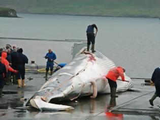 Φωτογραφία για Οι Ισλανδοί επιμένουν να αγνοούν τις διεθνείς οδηγίες, σκοτώνοντας φέτος άλλες 184 φάλαινες