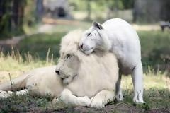 Ένα Λευκό Λιοντάρι και μία Λευκή Τίγρης έκαναν Μωρά! Δεν φαντάζεστε τι έβγαλαν... [photos]