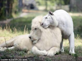 Φωτογραφία για Ένα Λευκό Λιοντάρι και μία Λευκή Τίγρης έκαναν Μωρά! Δεν φαντάζεστε τι έβγαλαν... [photos]