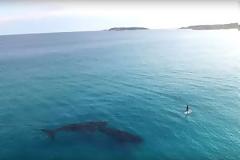 Σέρφερ συναντά φάλαινα [photos + video]