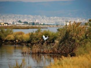 Φωτογραφία για Θεσσαλονίκη: Στα ταξιδιάρικα πουλιά αφιερωμένη η φετινή Ευρωπαϊκή Γιορτή πουλιών